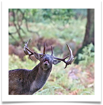 Rutting Time - Chris Beesley